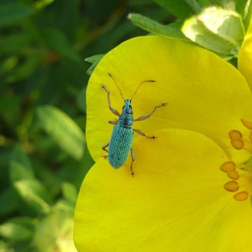 Réf. 325 361 : Polydrusus formosus